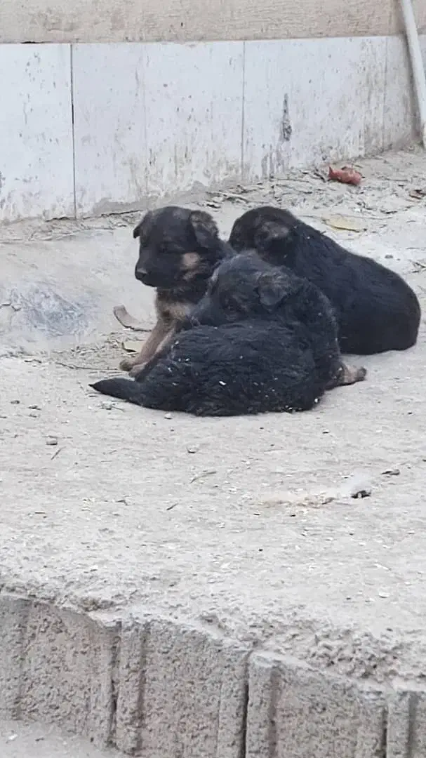 سگ ژرمن اصل|سگ|تهران, تهرانپارس جنوبی|دیوار