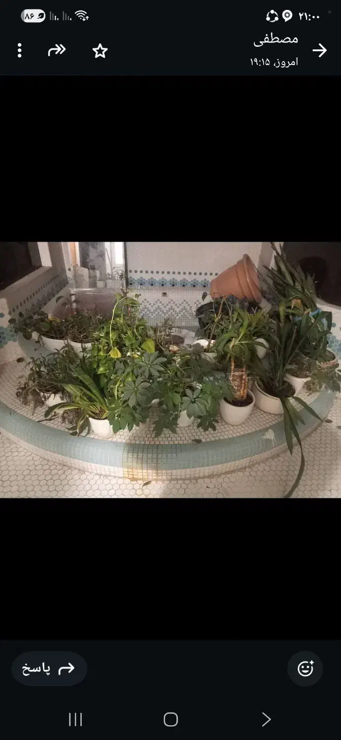 هر نوع گل به قیمت ۲۰۰ هزار تومان|گل و گیاه طبیعی|تهران, زعفرانیه|دیوار