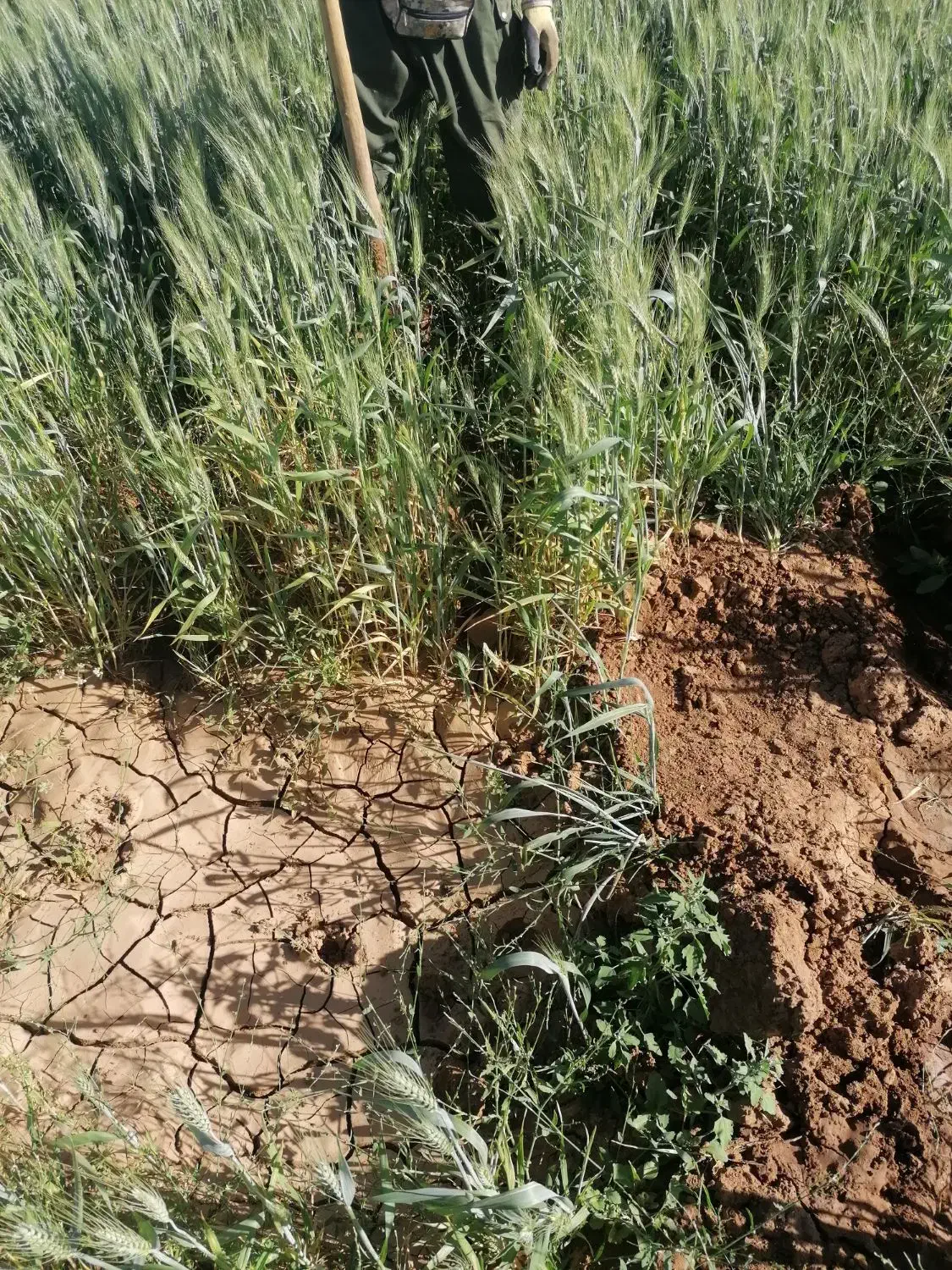 زمین کشاورزی و باغ|فروش دفتر صنعتی، کشاورزی، تجاری|حسن آباد, |دیوار