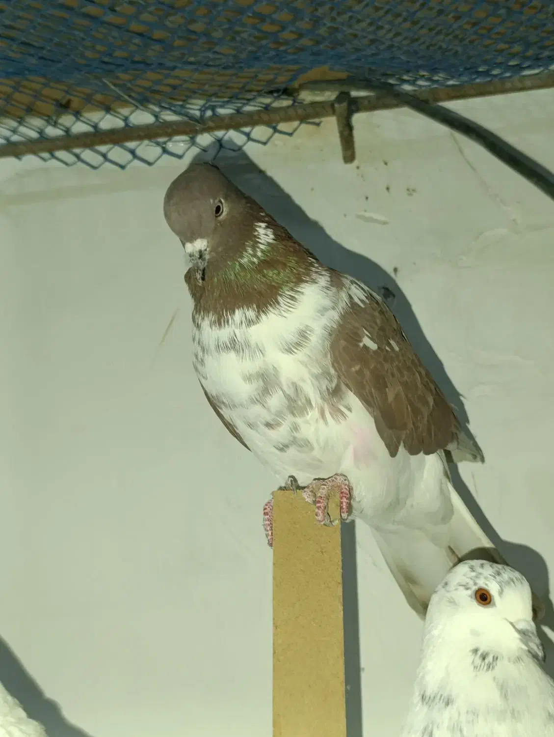 فروش کبوتر پرشی|پرنده|زرندیه, |دیوار