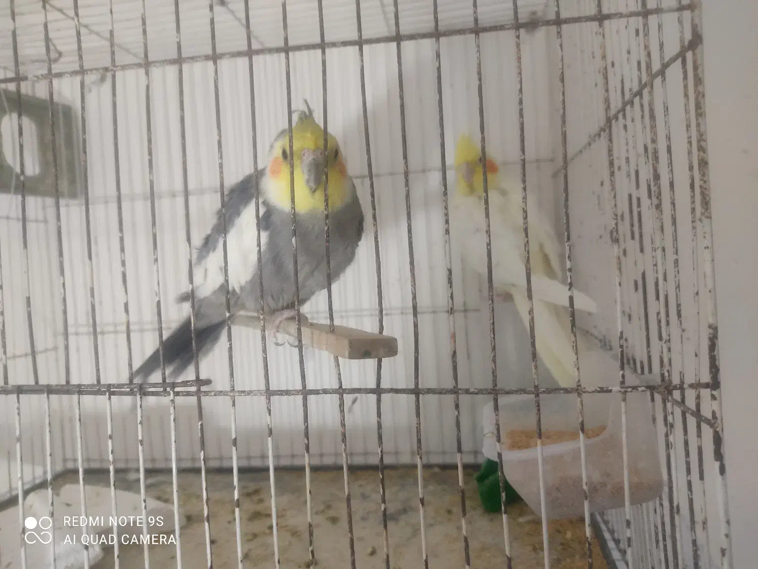 عروس هلندی لوتینو|پرنده|زاهدان, |دیوار