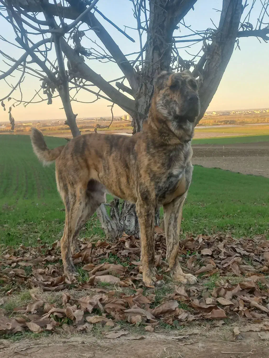 سگ گمشده|حیوانات|خان ببین, |دیوار