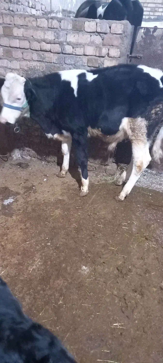 گوساله نر|حیوانات مزرعه|بروجرد, |دیوار