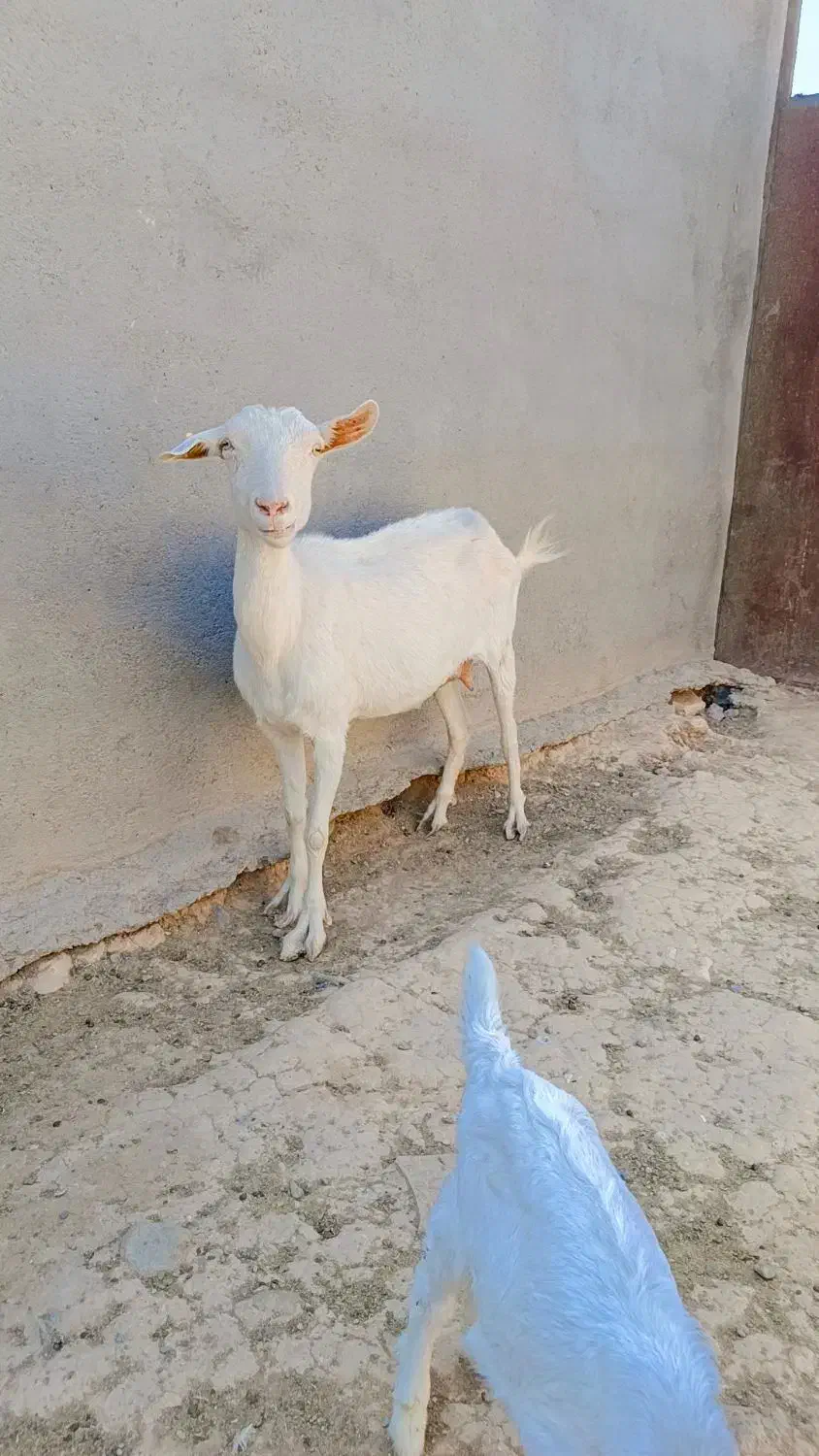 بز سانن با دوتا بزقاله زایمان چهاروم|حیوانات مزرعه|کاشمر, |دیوار