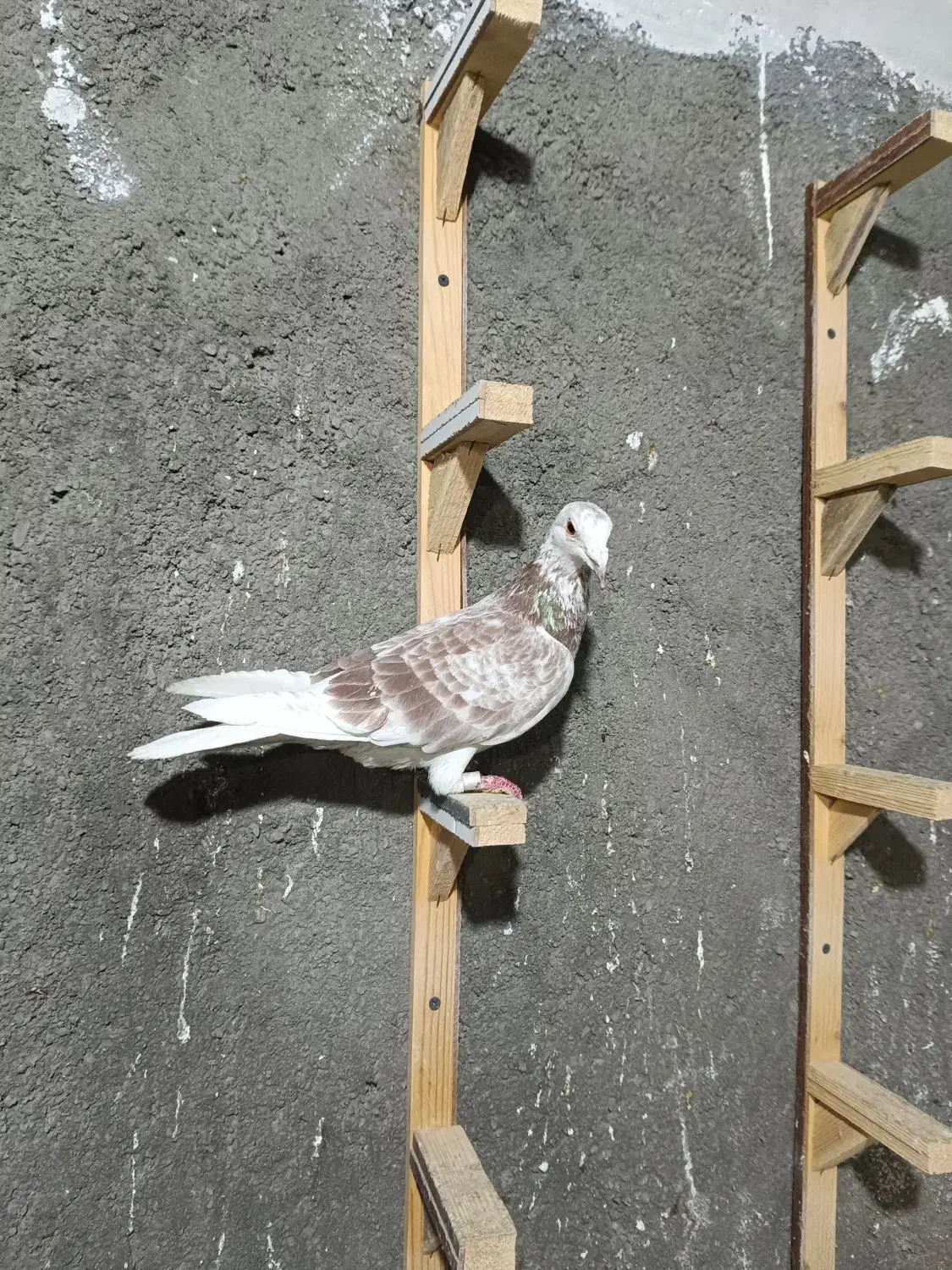 شازده سبز تهرانی سار سرخ تهرانی پلاکی|پرنده|مشهد, گلبرگ|دیوار