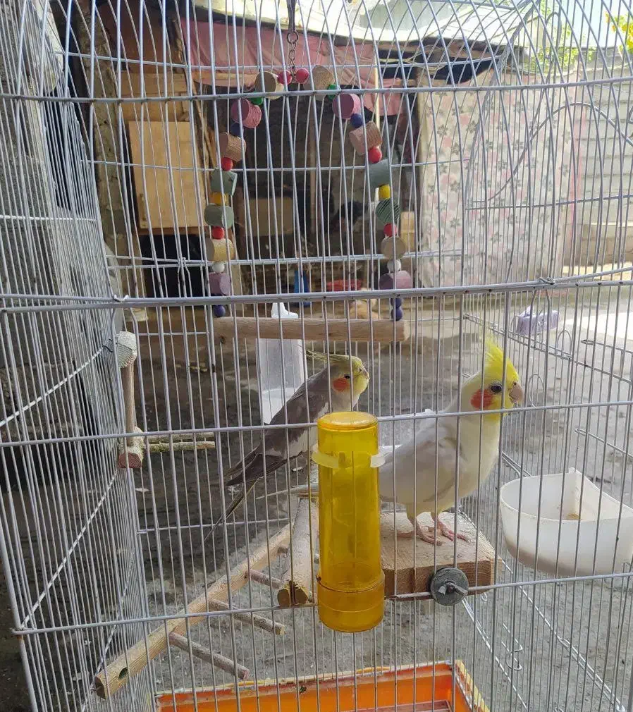 عروس هلندی نرو ماده همراه با قفس|پرنده|آستانه اشرفیه, |دیوار