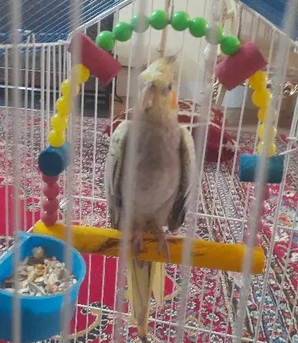 پرنده عروس هلندی ماده|پرنده|ملایر, |دیوار