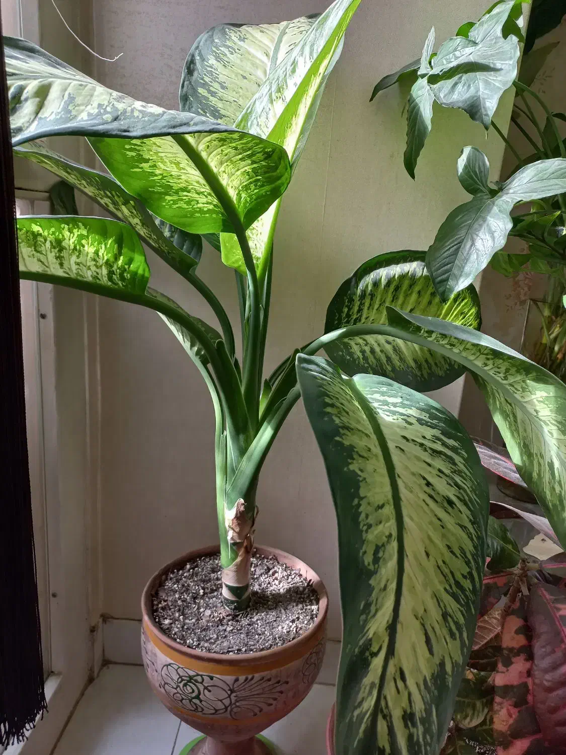 گل دیفن در پونک|گل و گیاه طبیعی|تهران, المهدی|دیوار