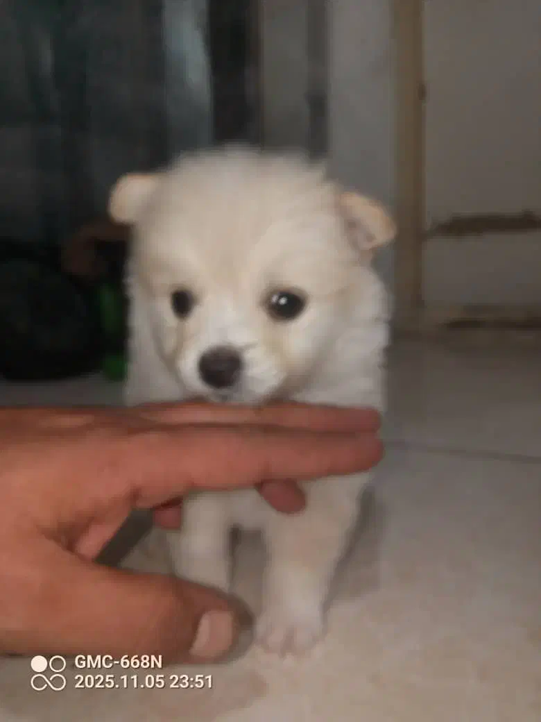 پامرانین عروسکی سفیدصدفی اصیل قیمت ۲۰|سگ|تهران, سعادتآباد|دیوار