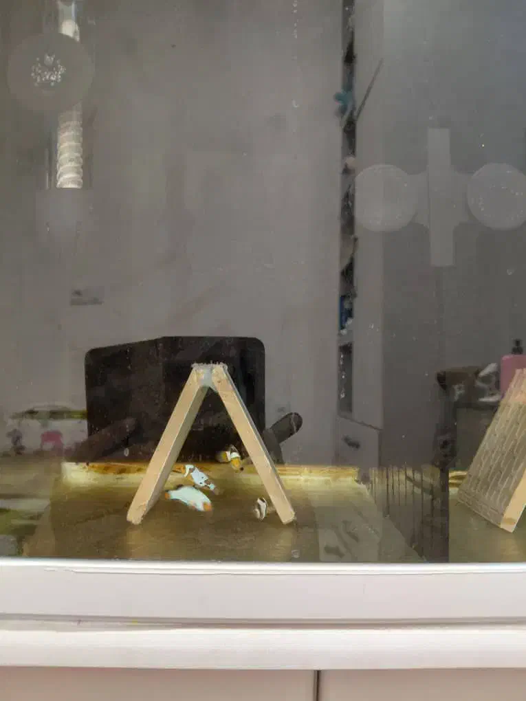 دلقک ماهی خاص برای  آکواریوم  آب‌شور|ماهی|سیرجان, |دیوار