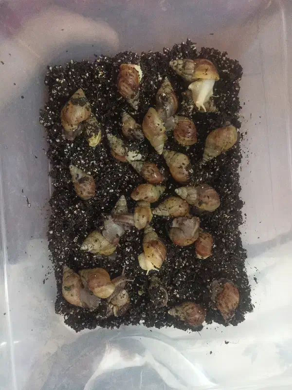 حلزون|خزنده|قروه, |دیوار