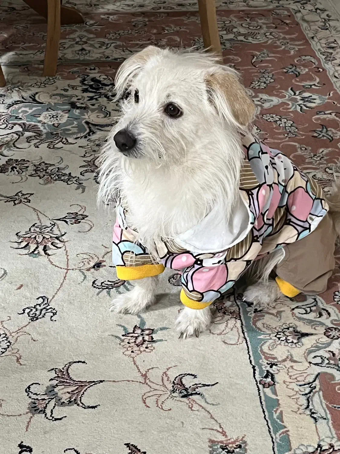 پت خانگی|سگ|مشهد, امام خمینی|دیوار