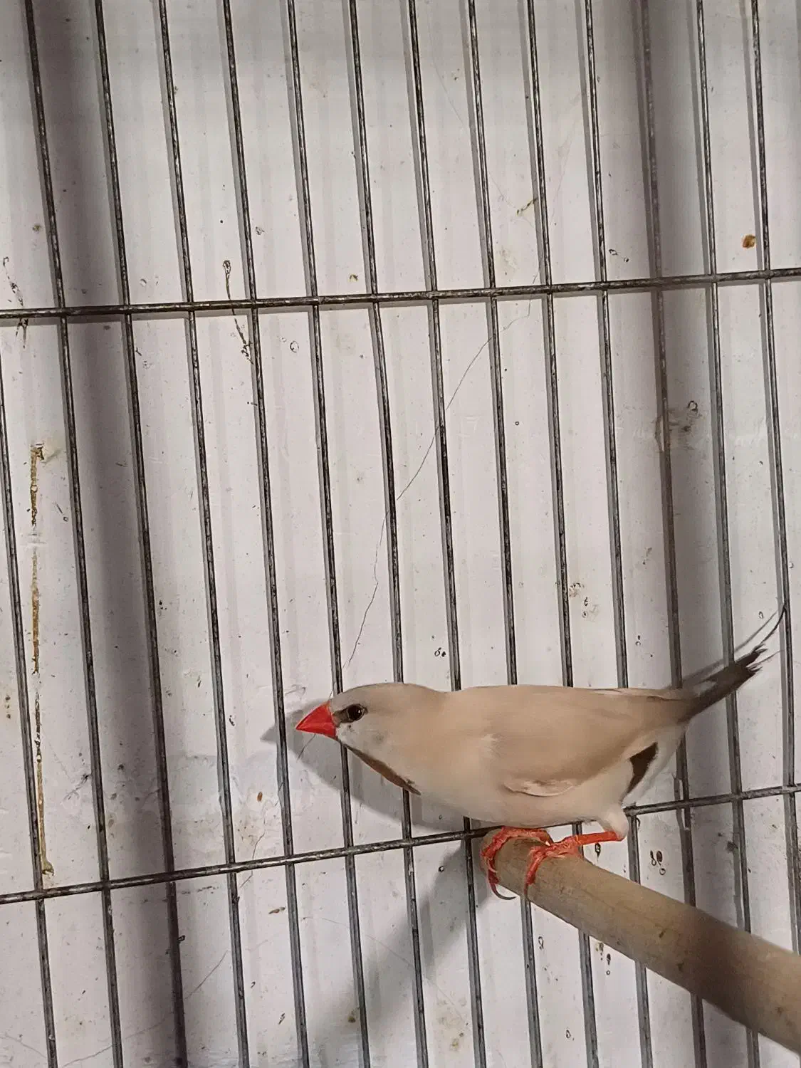 فنچ کرواتی مولد|پرنده|تبریز, |دیوار