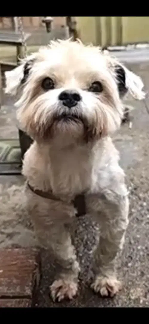 گمشده محدوده شهرک صنعتی خاوران مژدگانی میلیونی|حیوانات|خاوران, |دیوار