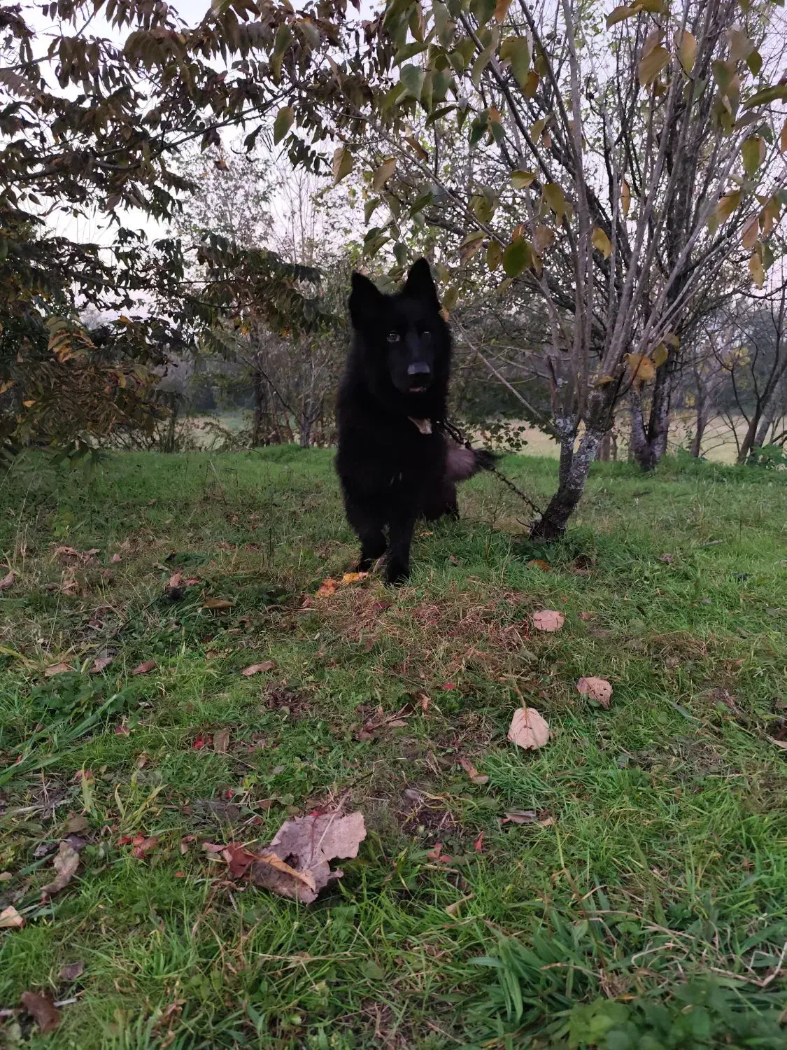 فروش سگ ژرمن بلک|سگ|لاهیجان, کوی خزر|دیوار