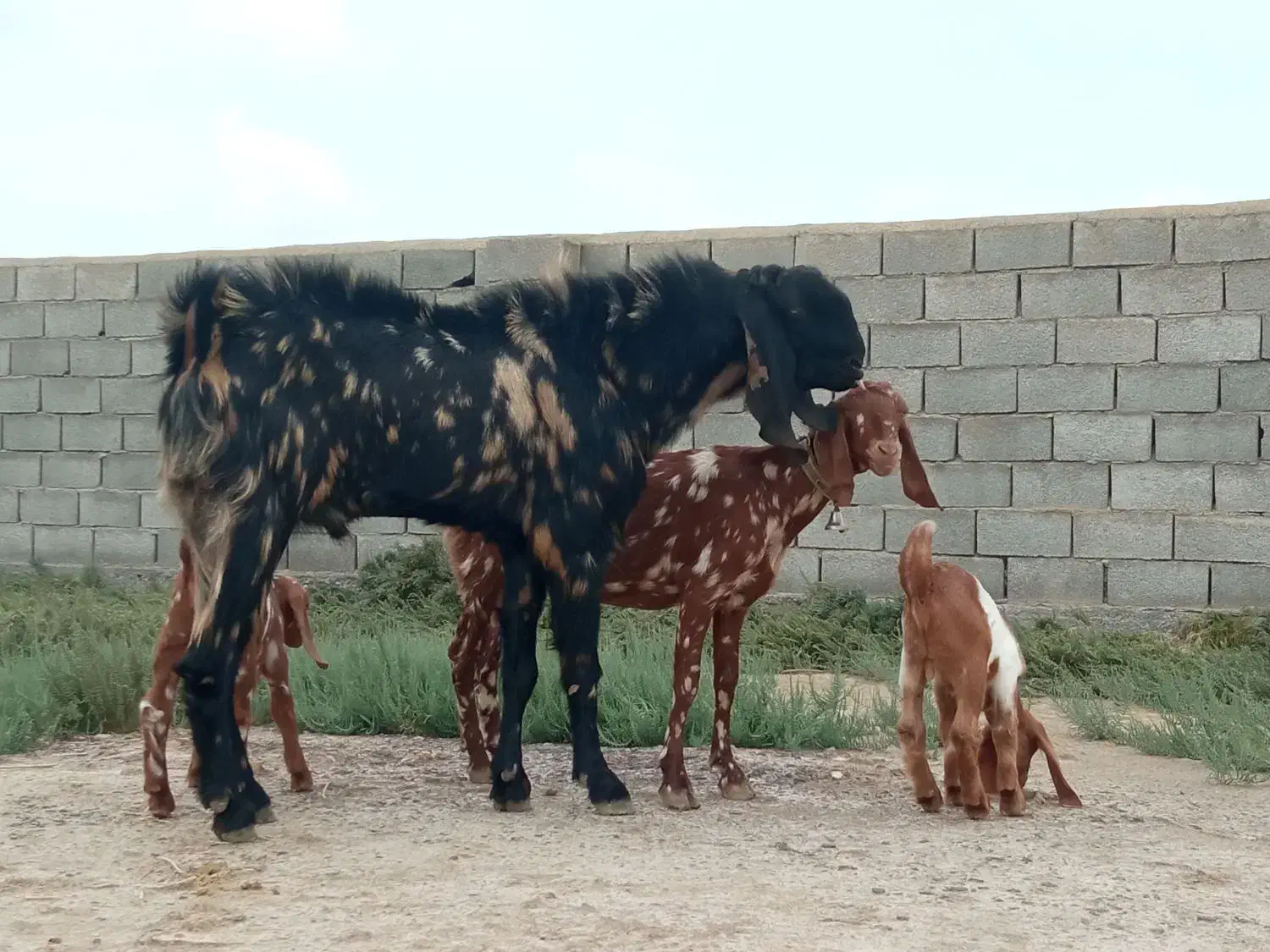 بز (تکه) با بز شیری|حیوانات مزرعه|گمیشان, |دیوار