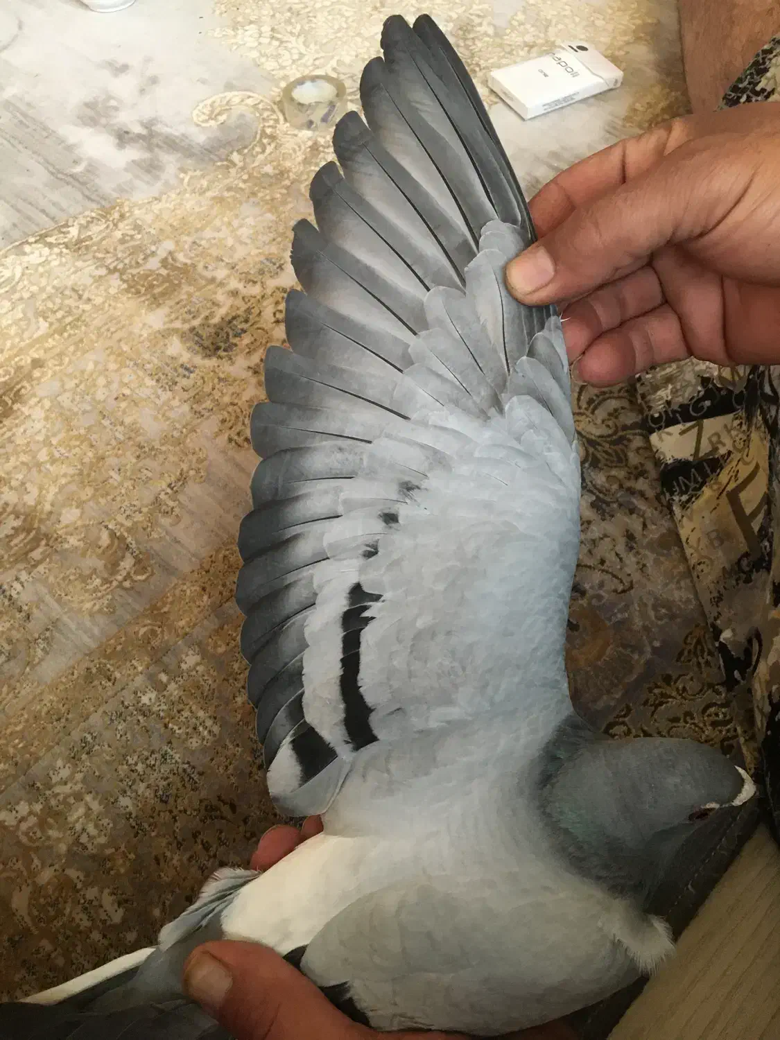 کبوترمسافتی|پرنده|شاهین دژ, |دیوار