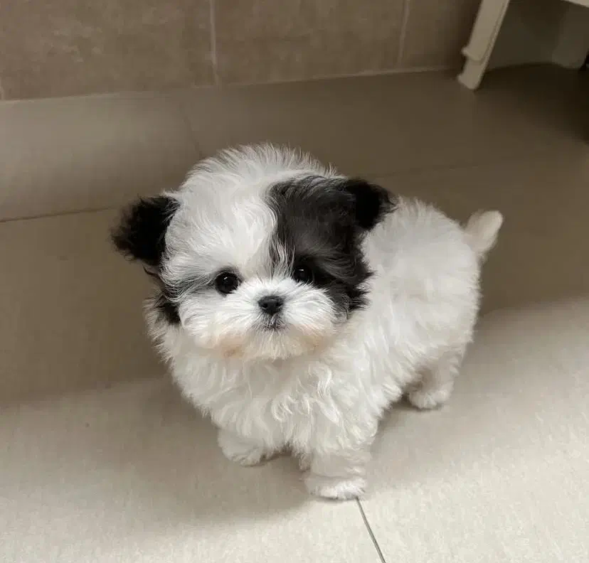 هاپو پاکوتاه|سگ|کرمان, |دیوار