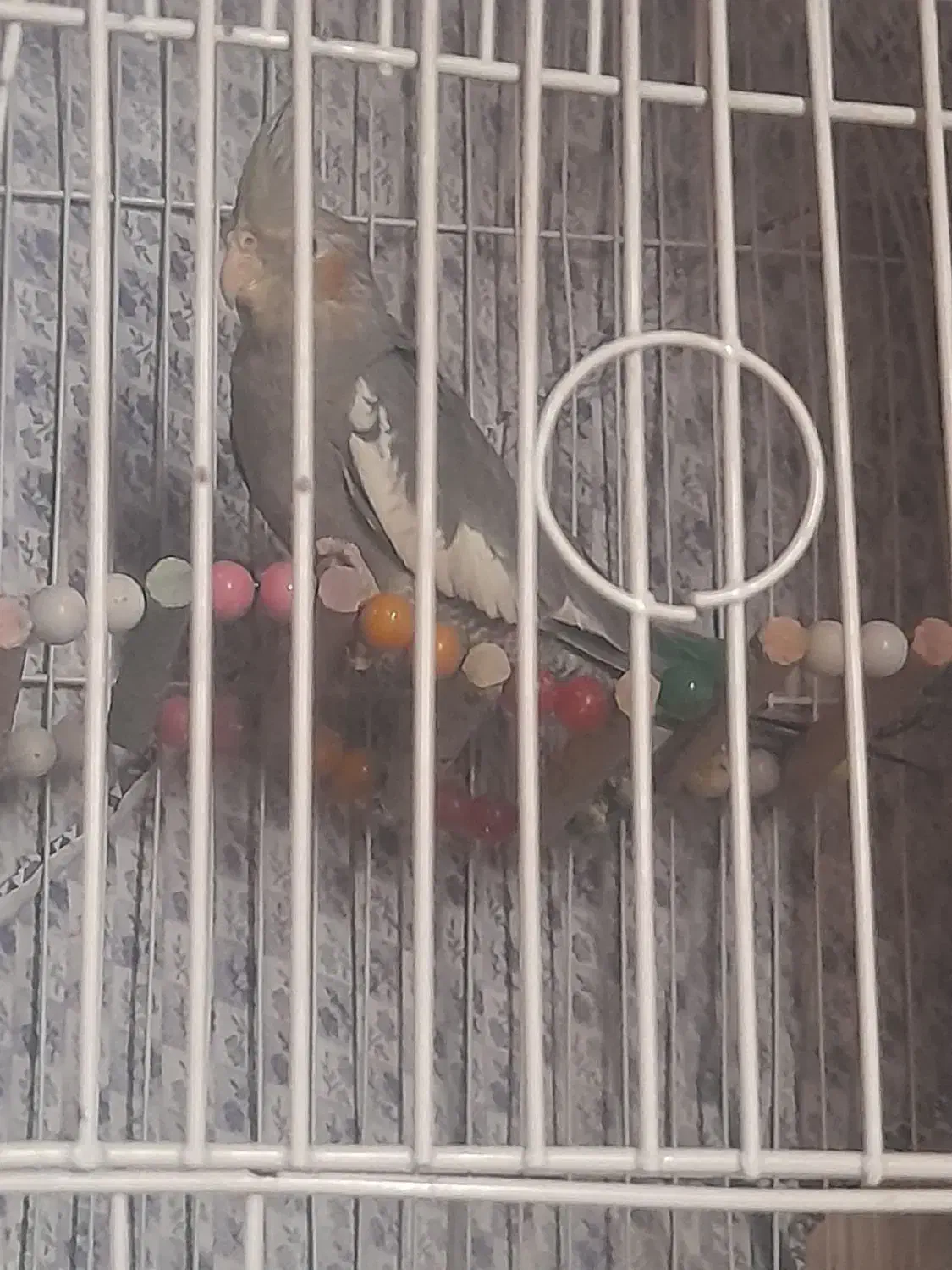 عروس هلندی|پرنده|ری, علایین|دیوار