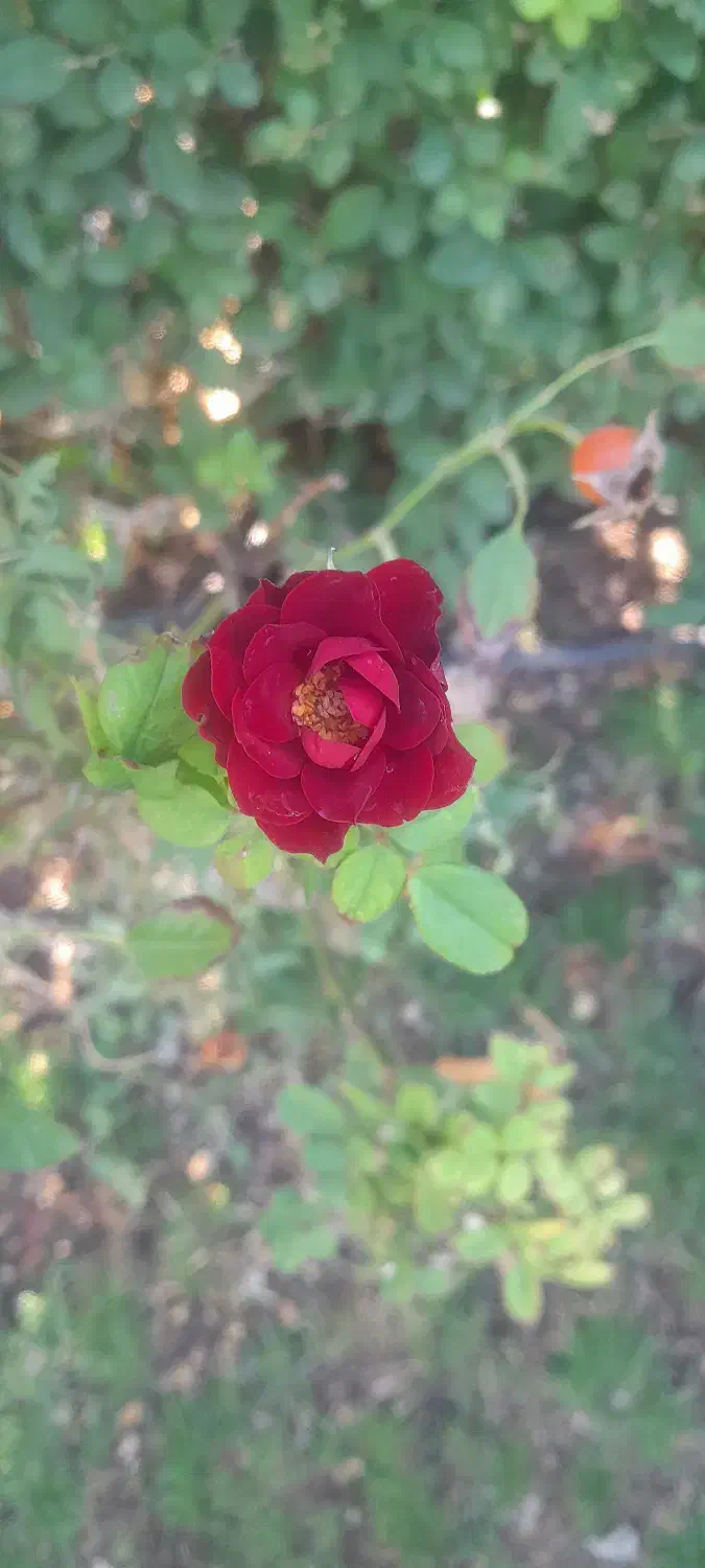 معلم خصوصی کلاس اول میخوام|خدمات آموزشی|ساوه, |دیوار