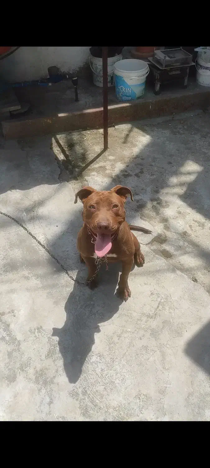 پیت بول تریر ماده معاوضه با توله پامر یا اردک غاز|سگ|بابلسر, |دیوار