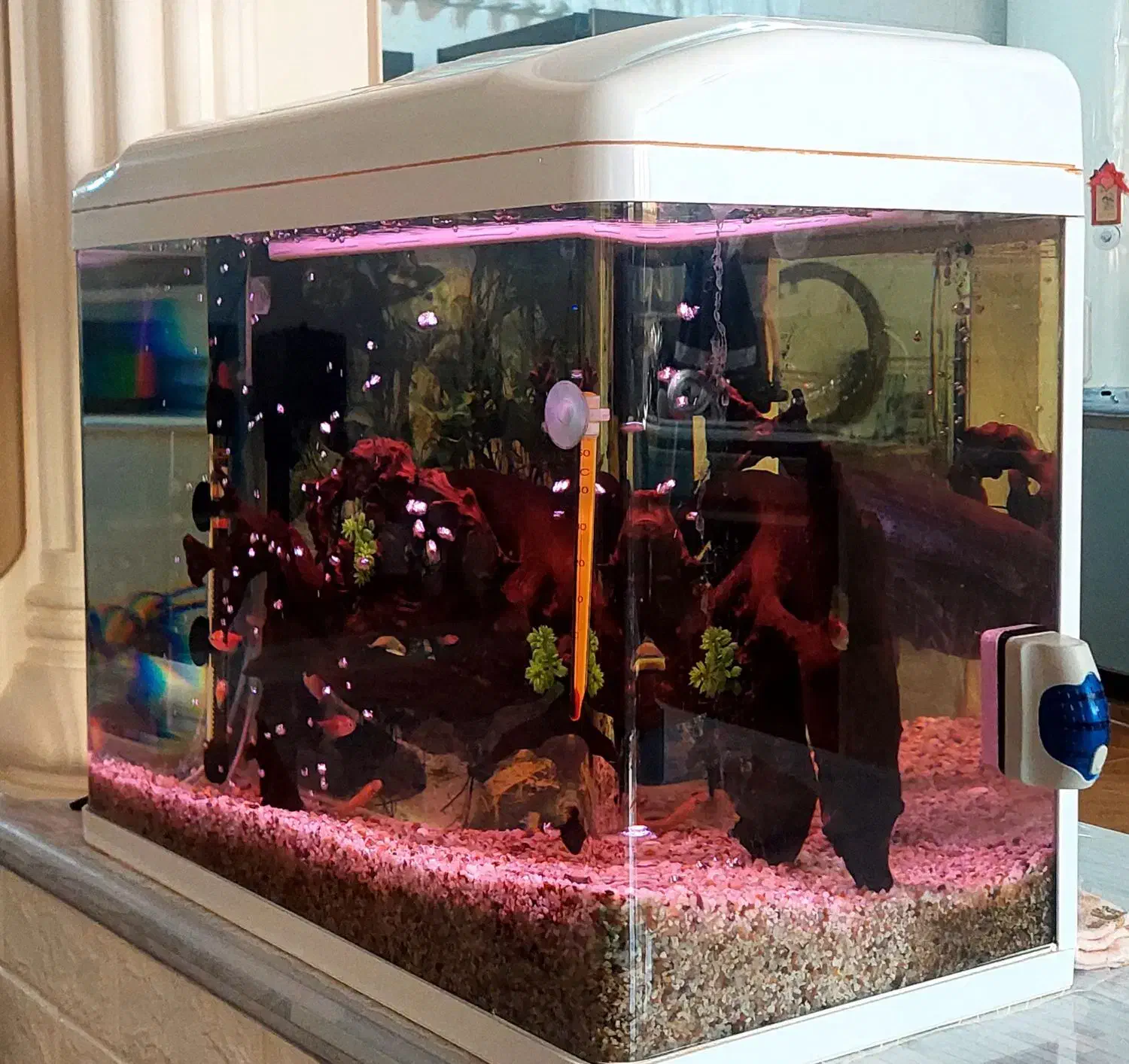 آکواریوم شیشه خم شرکتی|ماهی|لنجان, |دیوار