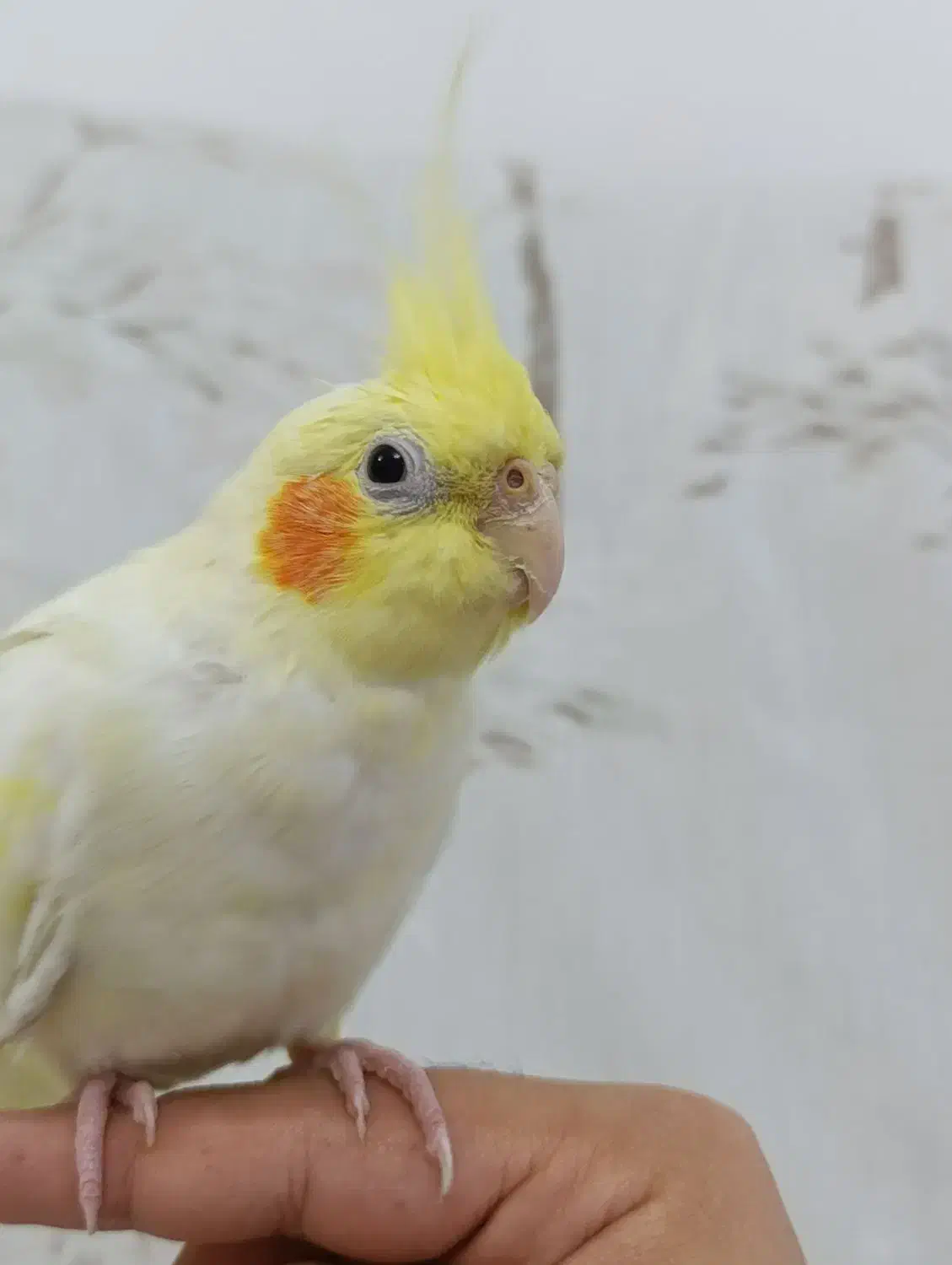 عروس هلندی ماده|پرنده|رشت, نیروی دریایی|دیوار