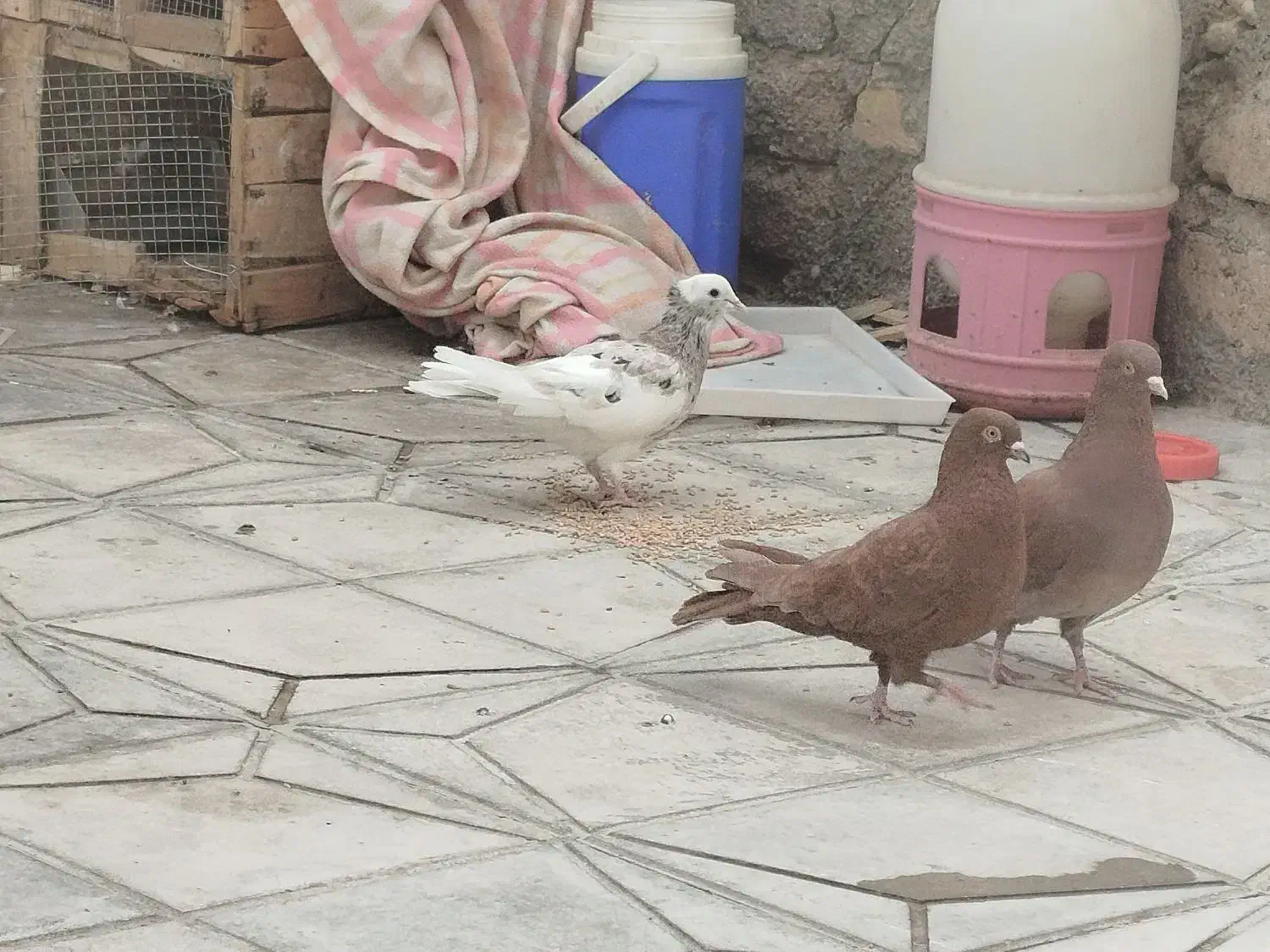 فروش تعدادی سرخ وطوقی|پرنده|داراب, |دیوار