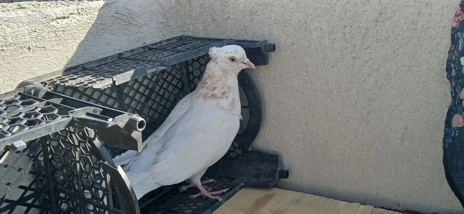 کبوتر ماده|پرنده|شاهین‌شهر, نسیم ۵|دیوار