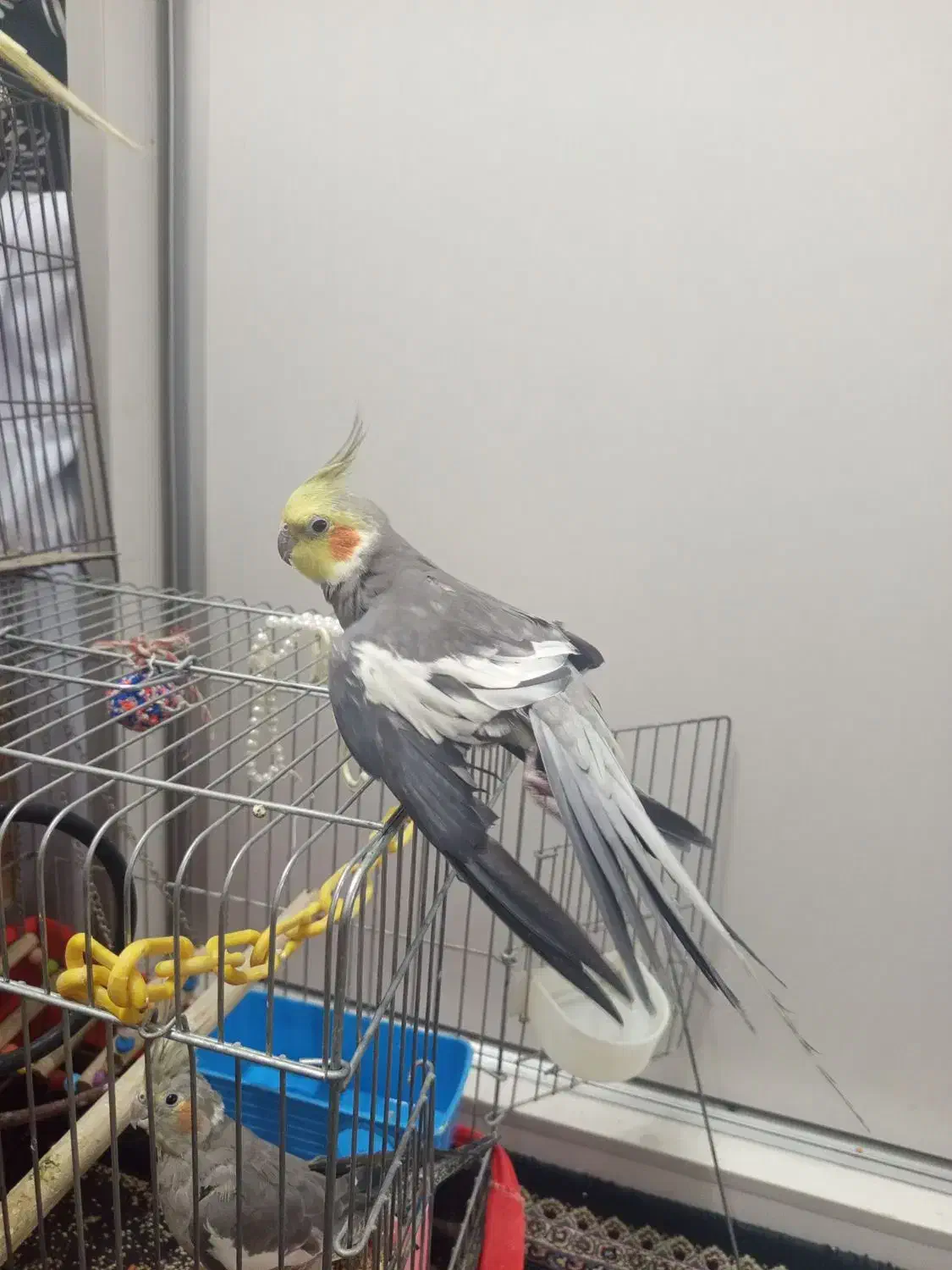 عروس هلندی|پرنده|شهر ری, هاشم‌آباد|دیوار