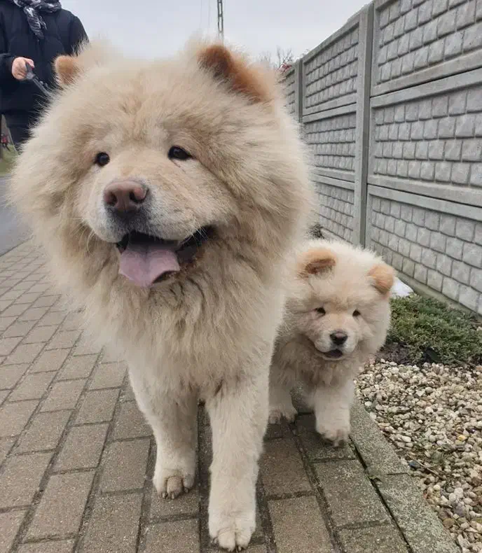 چاوچاو پوزه کوتاه و چروک|سگ|آمل, |دیوار