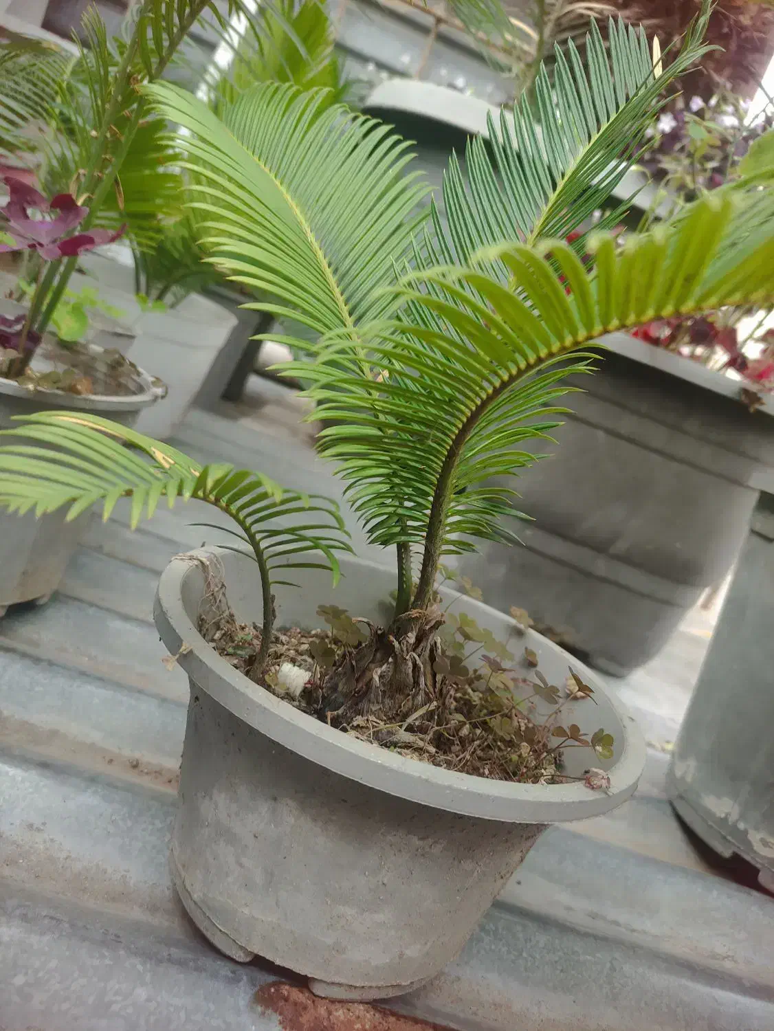سیکاس|گل و گیاه طبیعی|رشت, توشیبا|دیوار