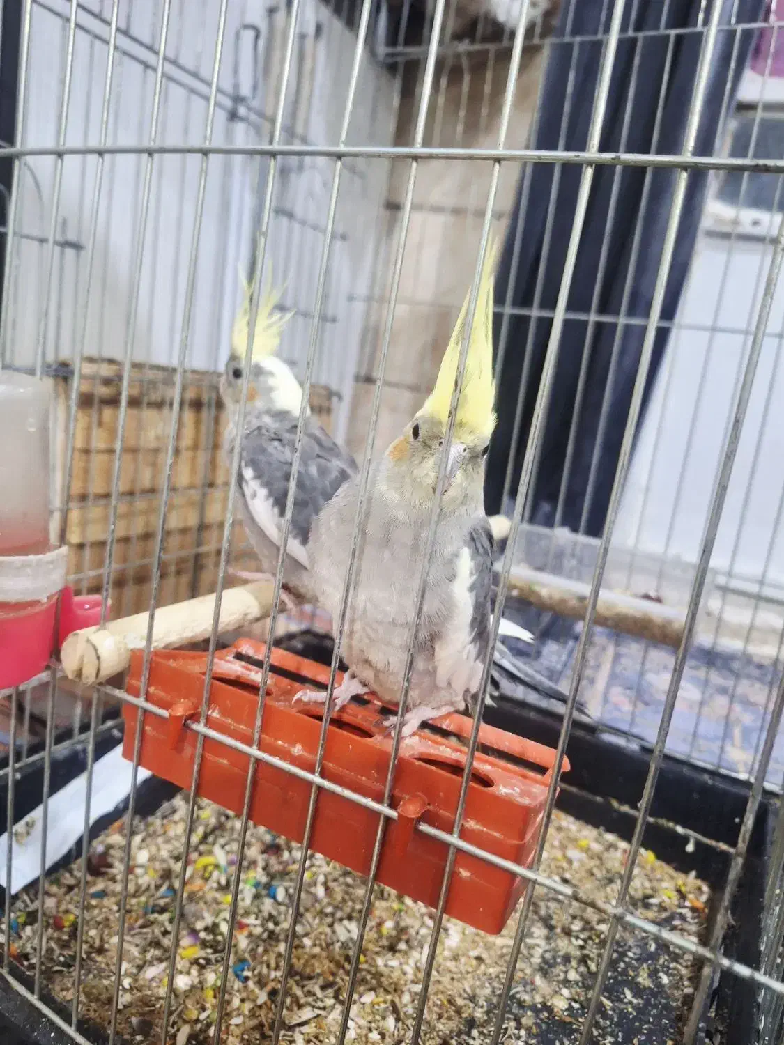 عروس هلندی|پرنده|سوسنگرد, |دیوار