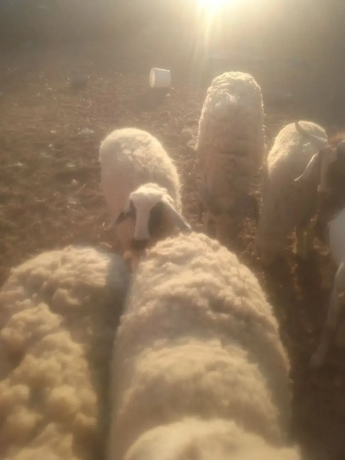 قوچ میش کاور زیر قیمت|حیوانات مزرعه|زیرآب, |دیوار