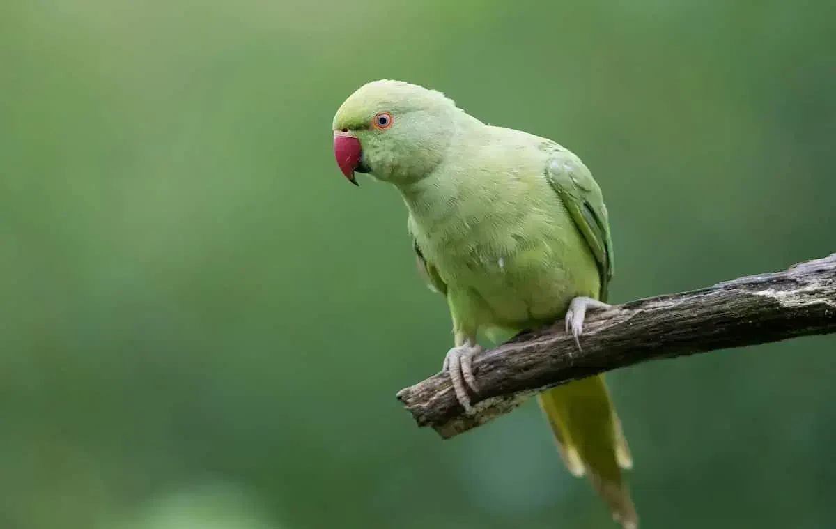 فروش یک عدد طوطی ملنگو ماده با قفس ولوازم|پرنده|اهر, |دیوار