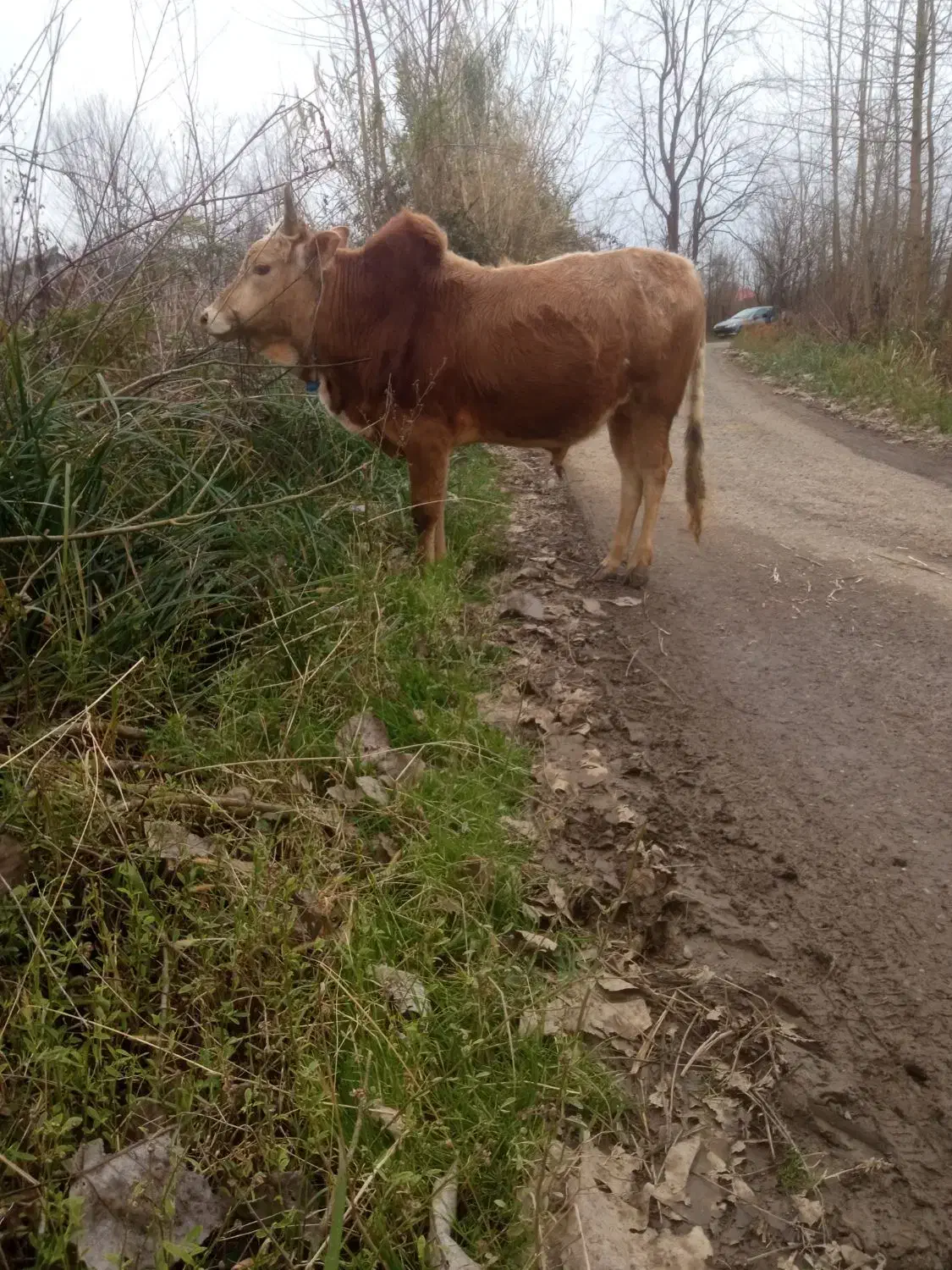 گاوورزا|حیوانات مزرعه|شفت, |دیوار