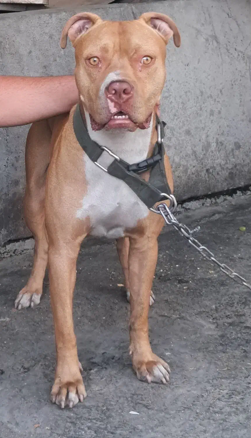 سگ گمشده در فرودگاه مهراباد|حیوانات|تهران, فرودگاه مهرآباد|دیوار