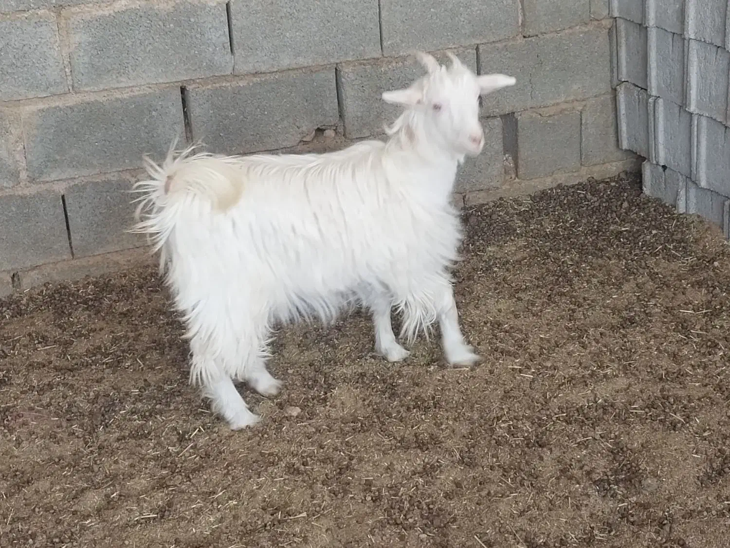 یک عدد بزغاله ماده ترکی روزگاری|حیوانات مزرعه|دهق, |دیوار