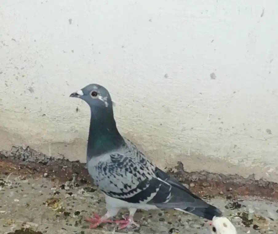 پلاکی خط سفید|پرنده|دهدشت, |دیوار