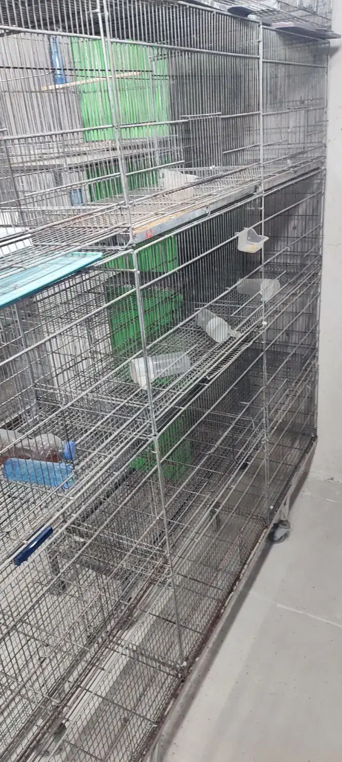 قفس پران|لوازم جانبی حیوانات|سرپل ذهاب, |دیوار