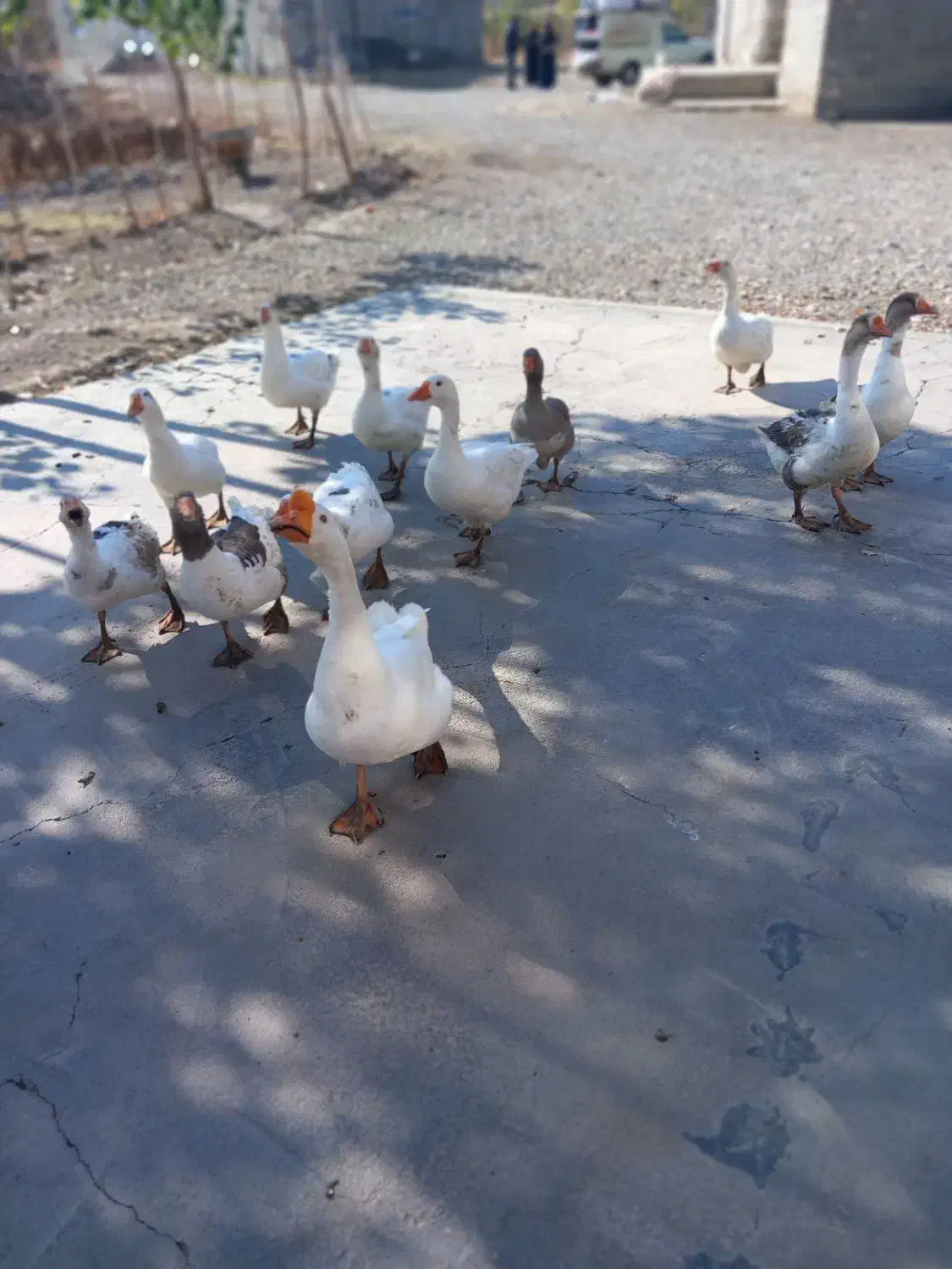 غاز محلی|حیوانات مزرعه|صومای برادوست, |دیوار