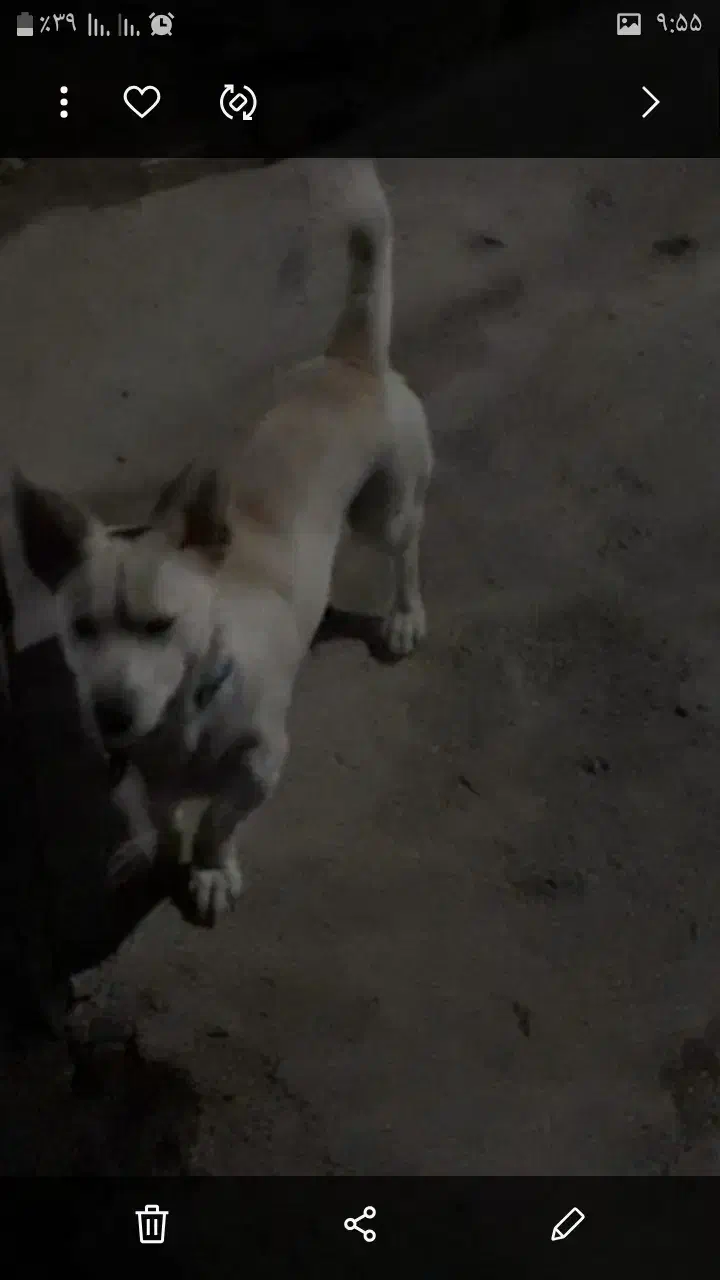 سگ‌پا‌کوتاه|سگ|سنقر, |دیوار