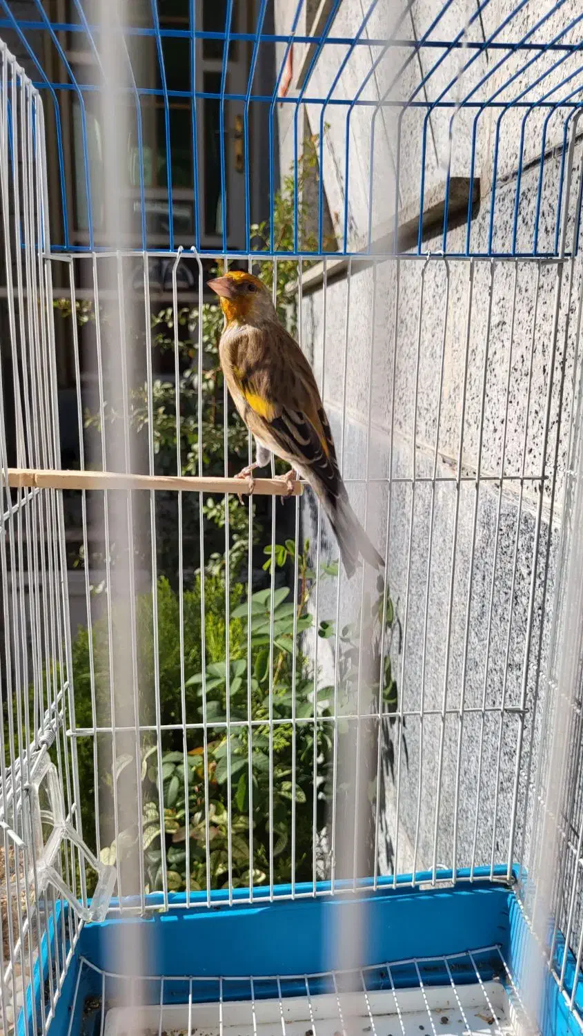 سهره قناری دو لبه خون|پرنده|کوهدشت, |دیوار