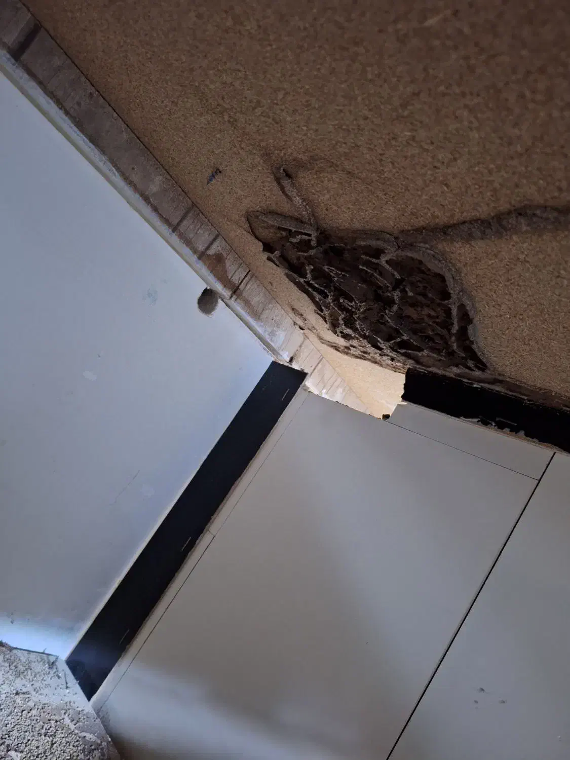 شرکت سم پاشی و موریانه زدایی (آسایش) با مجوز رسمی|خدمات نظافت|پلدختر, |دیوار