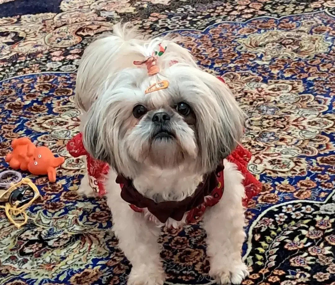 شیتزو سوپر فلت راییگان|سگ|تهران, آسمان|دیوار