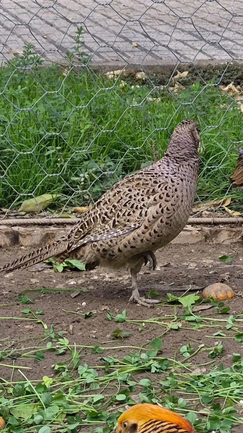 ق ر اول طلایی زیبا|پرنده|مینودشت, |دیوار