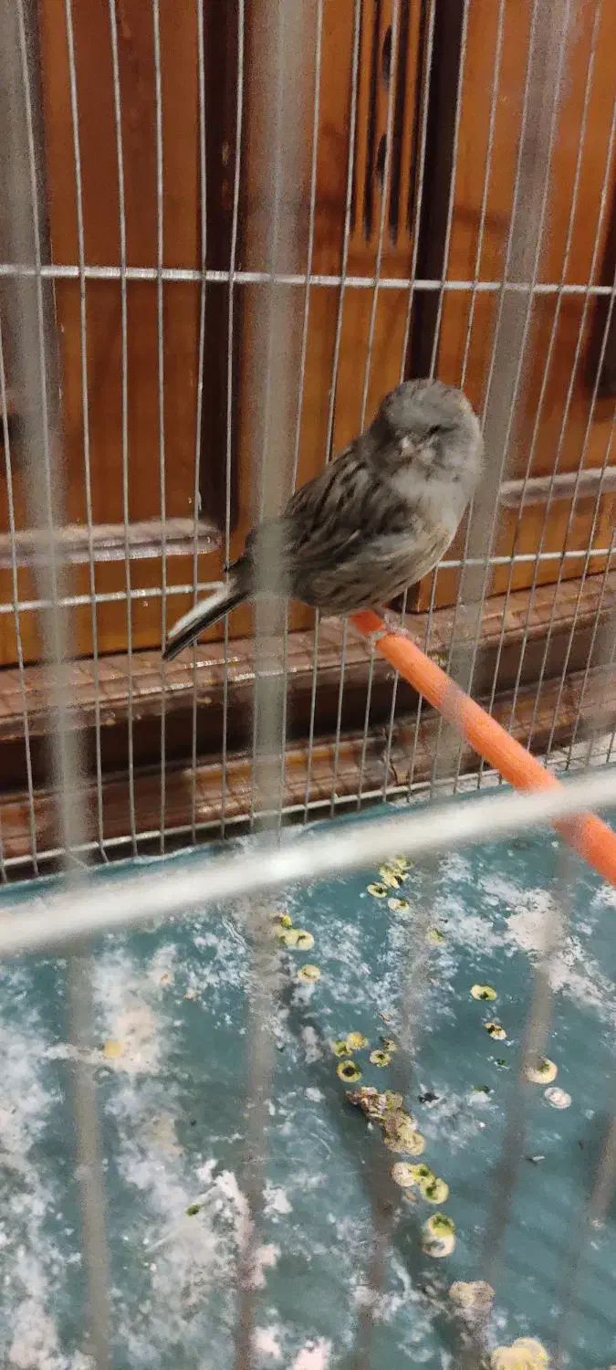 قناری کلاستر|پرنده|شهرکرد, |دیوار