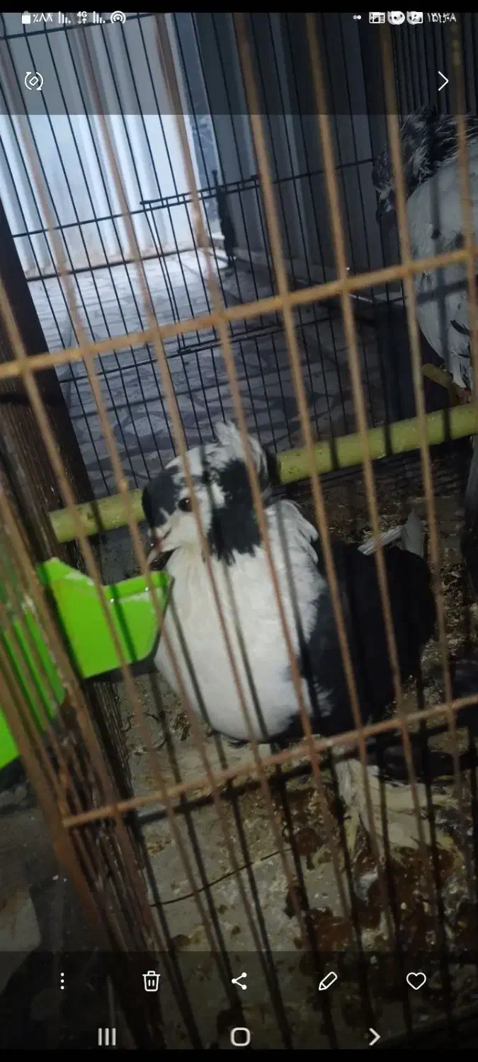 کبوتر|پرنده|بابل, |دیوار