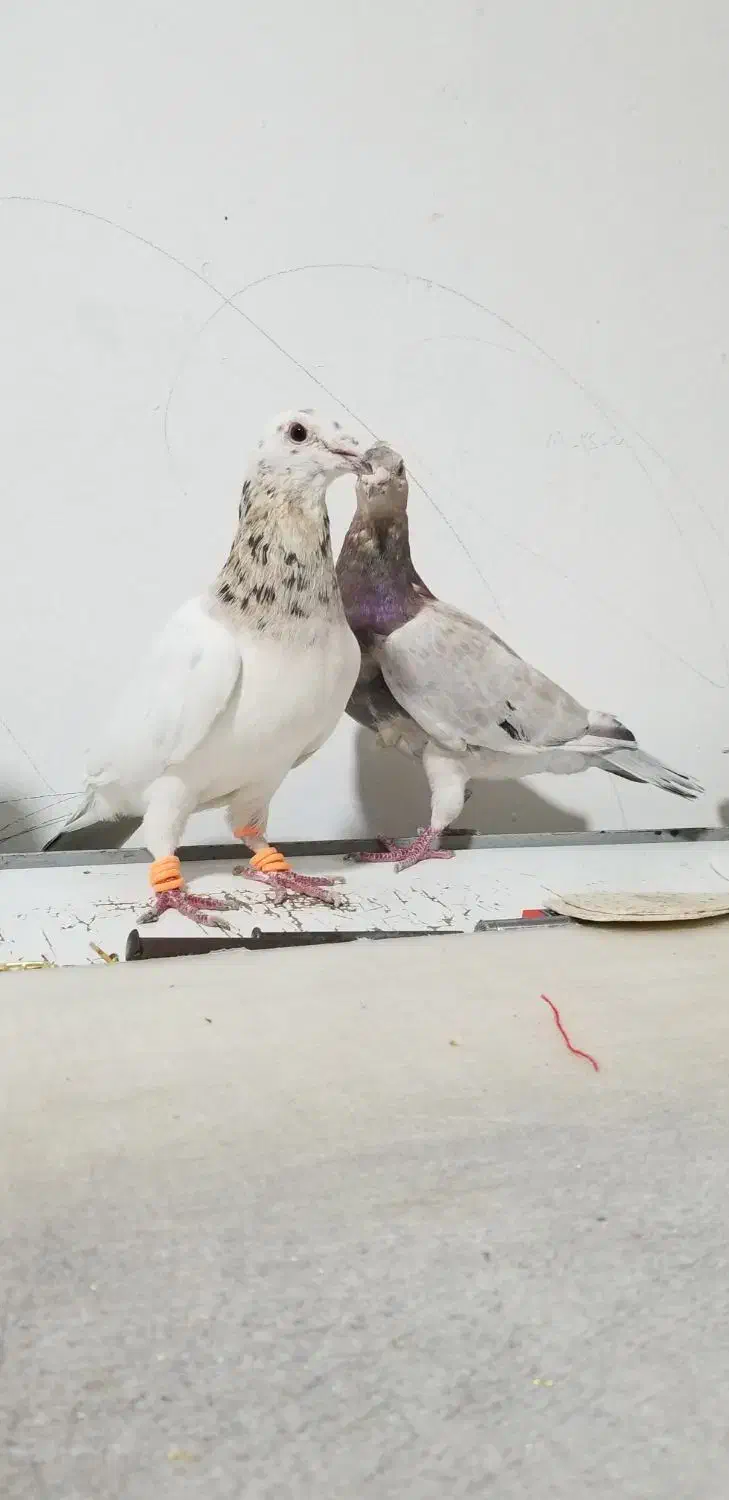 کبوتر سار سرور لکه دار خوش نقش|پرنده|مشهد, امیر المومنین|دیوار