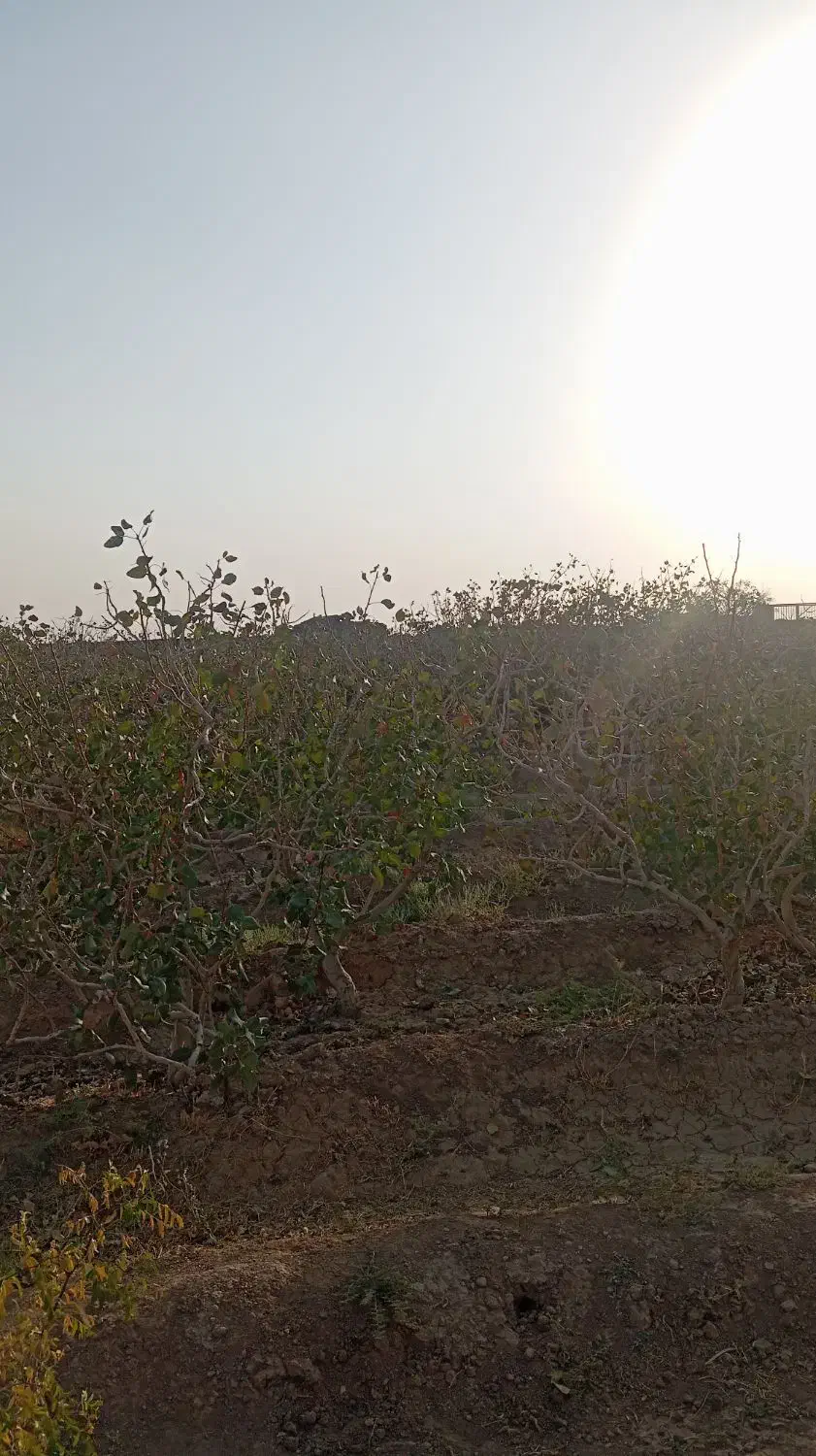 فروش فوری، فو ری باغ پسته هم سیاهت هم درآمد|فروش زمین و ملک کلنگی|رشتخوار, |دیوار